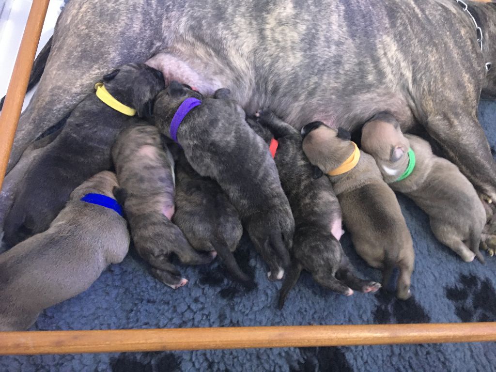 chiots MAIA/GOKU